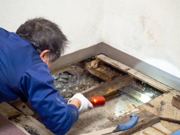 Best Insurance-Related Mold Remediation in East Pittsburgh, PA