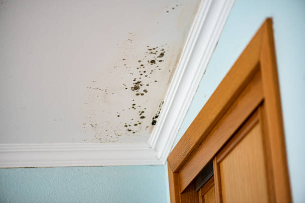 Best Basement Mold Remediation in East Pittsburgh, PA